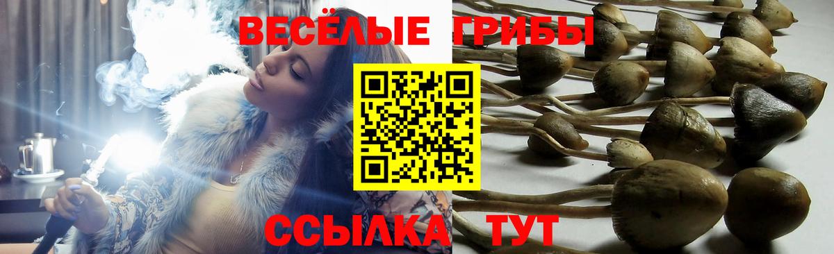 Соль-Илецк  цены наркотик  Галлюциногенные грибы Cubensis  Вход с VPN  Галлюциногенные грибы Psilocybe 